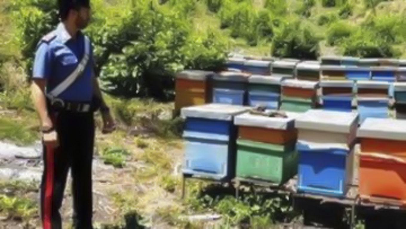 Diebstahle In Der Bienenzucht So Verhindern Sie Den Diebstahl Von Bienenstocken Apicoltura Laterza